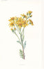 FLOWERS. Rag-Wort c1895 old antique vintage print picture