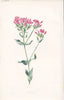 FLOWERS. Centaury c1895 old antique vintage print picture
