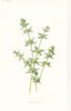 FLOWERS. Cross-Wort c1895 old antique vintage print picture