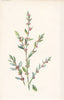 FLOWERS. Knot-Grass c1895 old antique vintage print picture