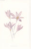 FLOWERS. Meadow Saffron c1895 old antique vintage print picture