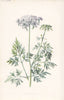 FLOWERS. Fool's Parsley c1895 old antique vintage print picture