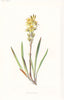FLOWERS. Bog Asphodel c1895 old antique vintage print picture