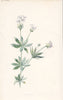 FLOWERS. Woodruff c1895 old antique vintage print picture