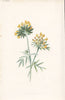 FLOWERS. Kidney Vetch c1895 old antique vintage print picture