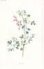 FLOWERS. Fumitory c1895 old antique vintage print picture