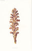 FLOWERS. Broom Rape c1895 old antique vintage print picture