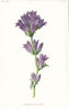 FLOWERS. Clustered Bell-Flower c1895 old antique vintage print picture