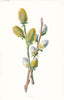 FLOWERS. Sallow c1895 old antique vintage print picture