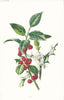 FLOWERS. Holly c1895 old antique vintage print picture