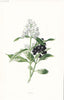 FLOWERS. Privet c1895 old antique vintage print picture
