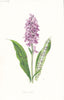FLOWERS. Spotted Orchis c1895 old antique vintage print picture
