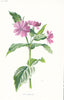 FLOWERS. Pink Campion c1895 old antique vintage print picture