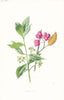 FLOWERS. Spindle-Tree c1895 old antique vintage print picture