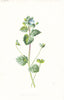 FLOWERS. Buxbaum's Speedwell c1895 old antique vintage print picture