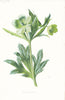 FLOWERS. Green Hellebore c1895 old antique vintage print picture