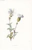 FLOWERS. Sea Campion c1895 old antique vintage print picture
