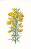 FLOWERS. Furze c1895 old antique vintage print picture