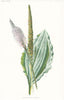 FLOWERS. Broad-Leaved Plantain c1895 old antique vintage print picture