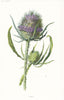 FLOWERS. Teasel c1895 old antique vintage print picture