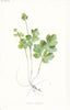 FLOWERS. Tuberous Moschatel c1895 old antique vintage print picture
