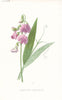 FLOWERS. Narrow-Leaved Everlasting Pea c1895 old antique vintage print picture