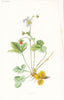 FLOWERS. Wild Strawberry c1895 old antique vintage print picture