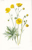 FLOWERS. Upright Meadow Crowfoot c1895 old antique vintage print picture