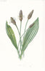FLOWERS. Lamb's-Tongue c1895 old antique vintage print picture