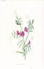 FLOWERS. Common Vetch c1895 old antique vintage print picture
