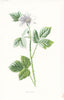 FLOWERS. Dewberry c1895 old antique vintage print picture