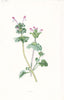FLOWERS. Henbit c1895 old antique vintage print picture