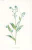 FLOWERS. Field Scorpion-Grass c1895 old antique vintage print picture
