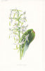 FLOWERS. Butterfly Orchis c1895 old antique vintage print picture