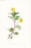 FLOWERS. Wood Loosestrife c1895 old antique vintage print picture