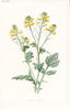 FLOWERS. Yellow Rocket c1895 old antique vintage print picture