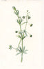 FLOWERS. Goose-Grass c1895 old antique vintage print picture