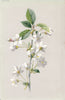 FLOWERS. Cherry c1895 old antique vintage print picture