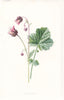 FLOWERS. Water Avens c1895 old antique vintage print picture