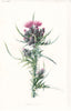 FLOWERS. Marsh Thistle c1895 old antique vintage print picture