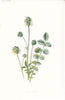 FLOWERS. Salad Burnet c1895 old antique vintage print picture