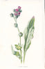 FLOWERS. Hound's Tongue c1895 old antique vintage print picture