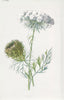 FLOWERS. Carrot c1895 old antique vintage print picture