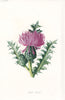 FLOWERS. Dwarf Thistle c1895 old antique vintage print picture
