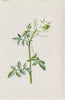 FLOWERS. Water-Cress c1895 old antique vintage print picture