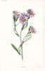 FLOWERS. Starwort c1895 old antique vintage print picture