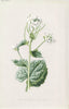 FLOWERS. Garlic-Mustard or Sauce-Alone c1895 old antique vintage print picture