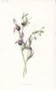 FLOWERS. Bee Orchis c1895 old antique vintage print picture