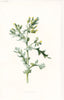 FLOWERS. Groundsel c1895 old antique vintage print picture