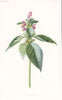 FLOWERS. Hemp-Nettle c1895 old antique vintage print picture